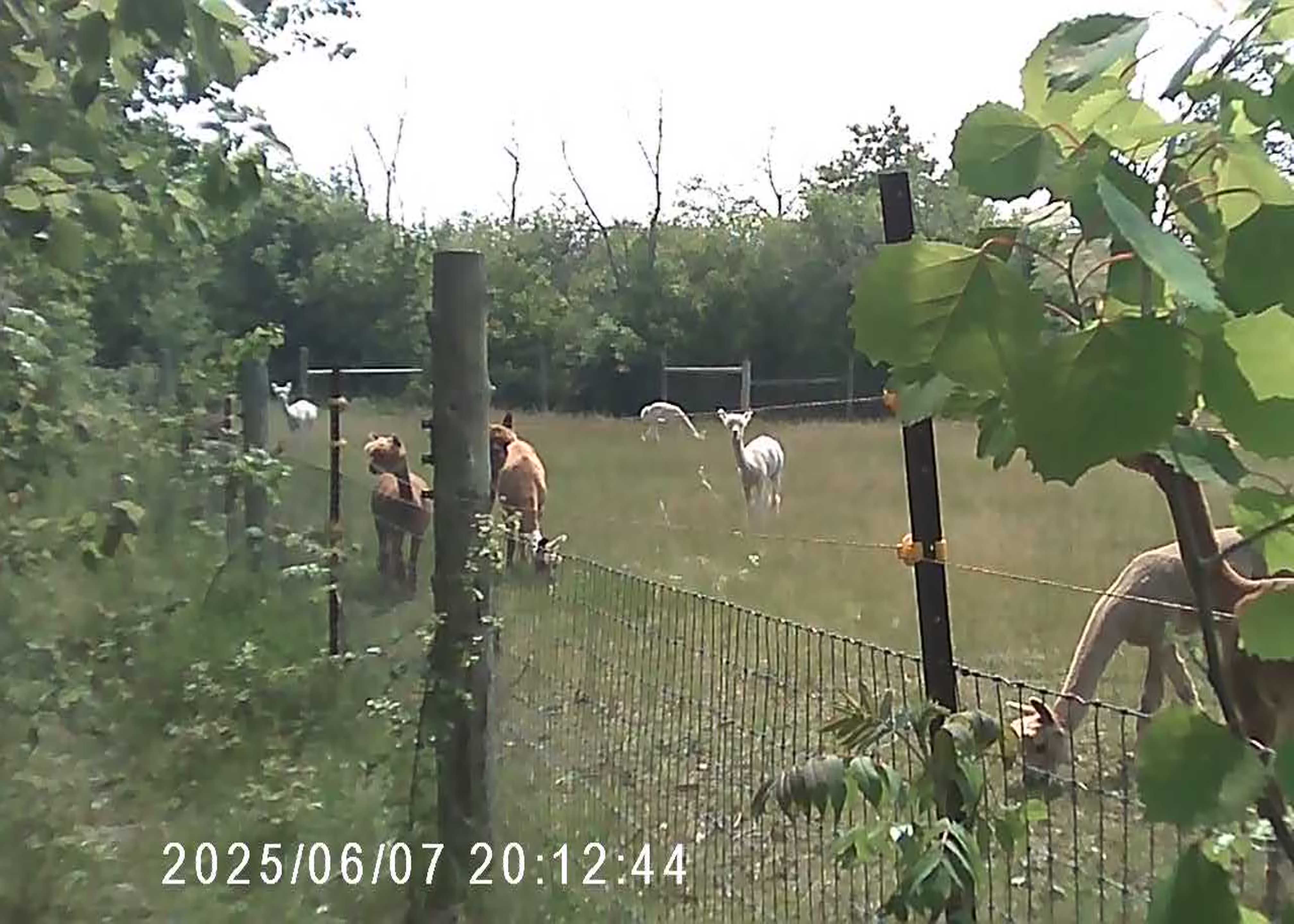 alpacas